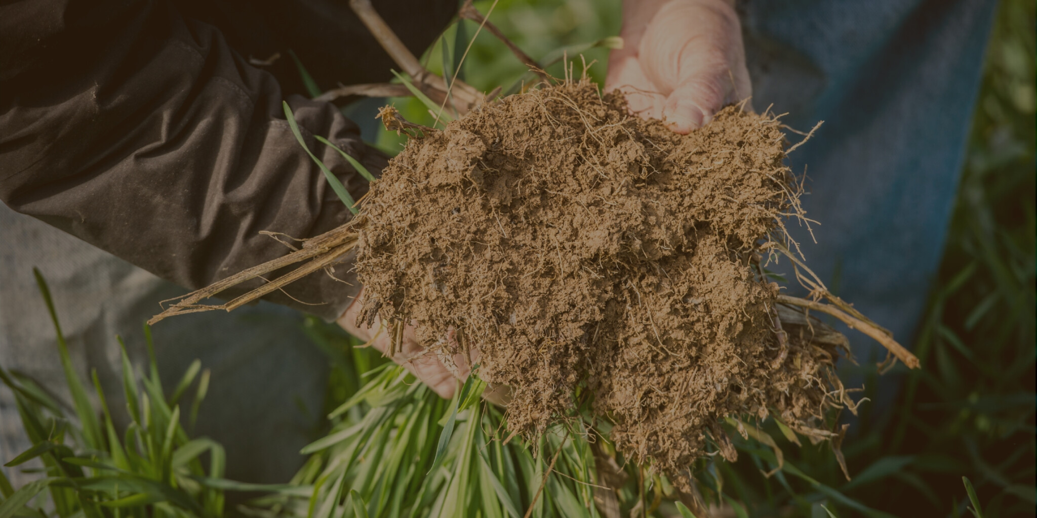 the roots of a vegetable