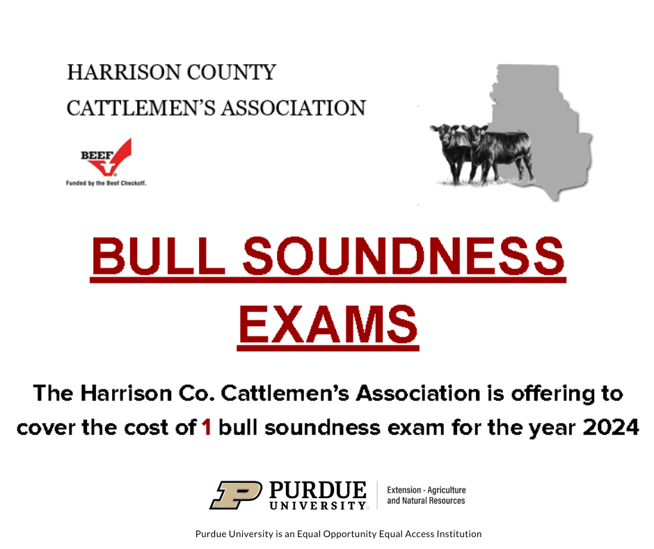 bull soundness
