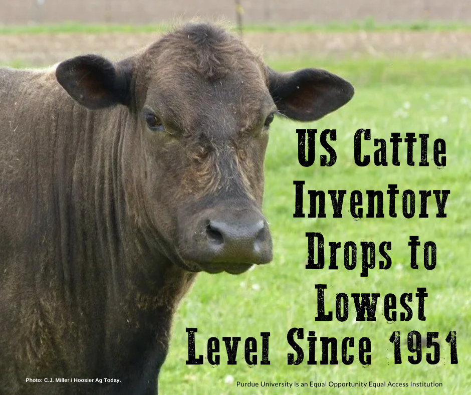 cattle inventory low