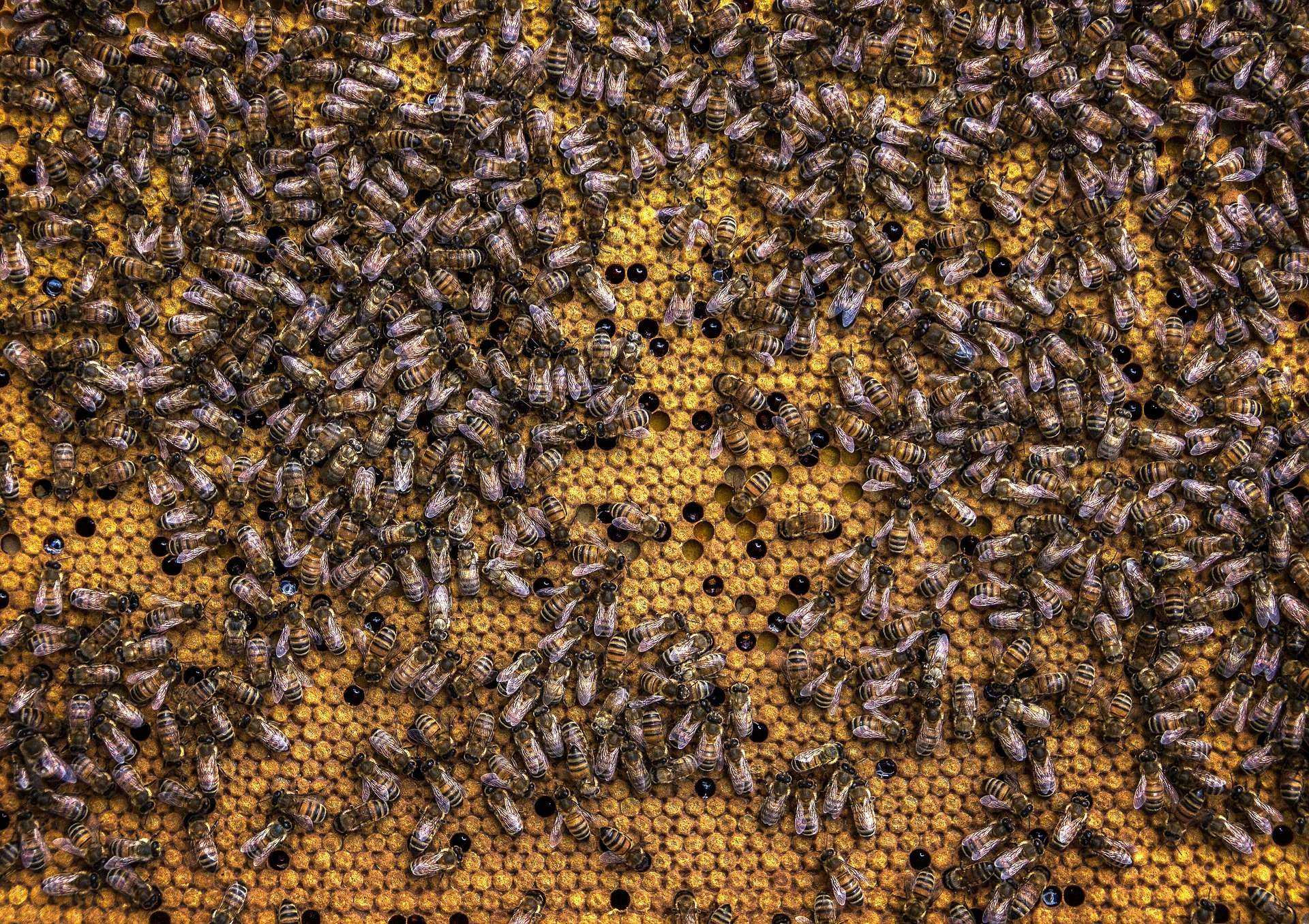 A closer look at how bees make honey - PerfectBee