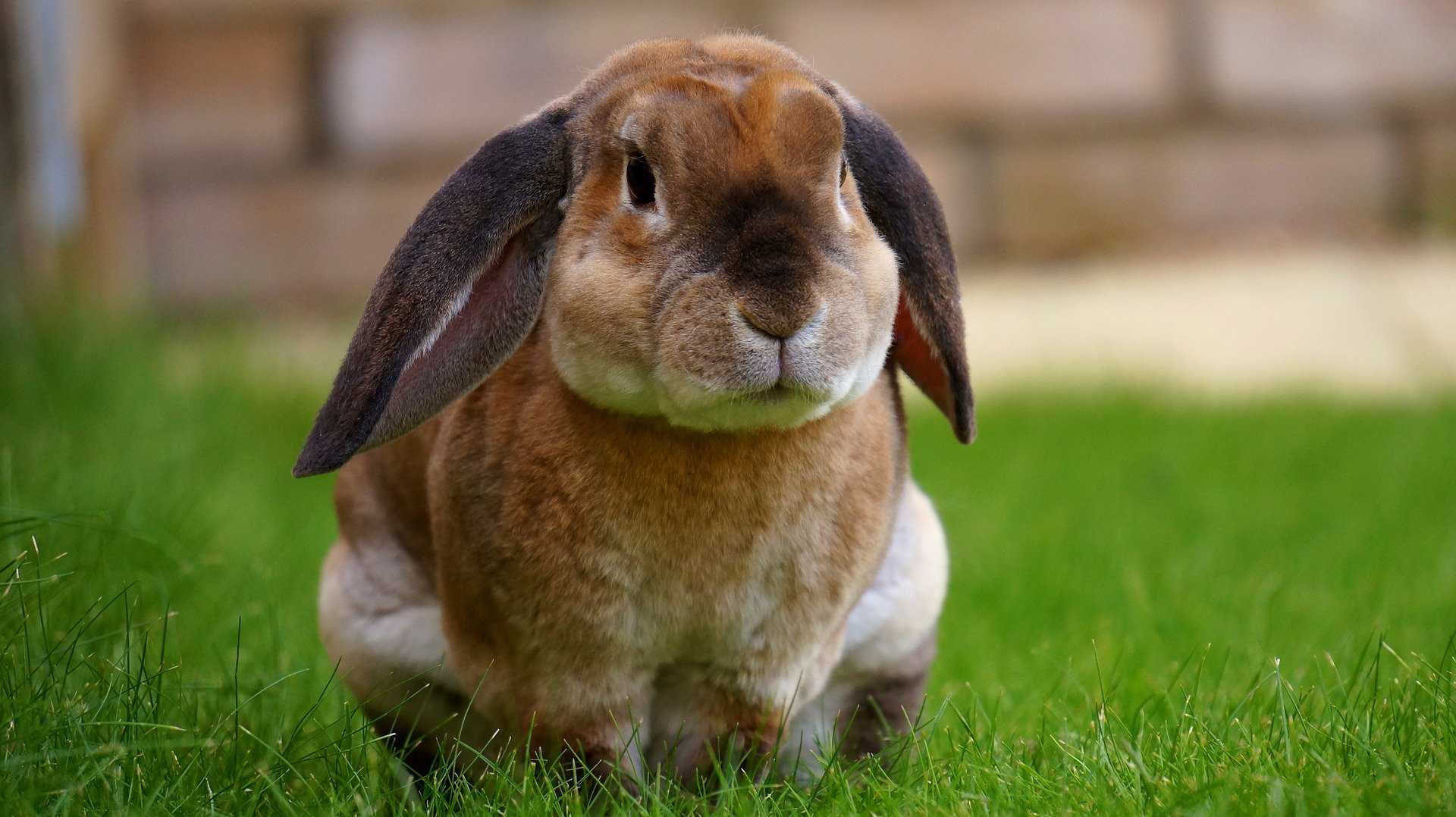 4-H Project Rabbit