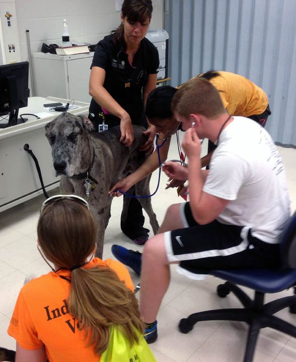 4-h youth use stethoscopes to listen to dog's heart in vet office