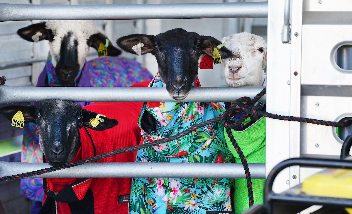 Purdue Extension sheep at fair wrapped in warming blankets 
