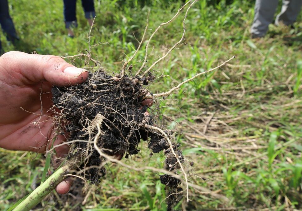 Image of the roots of an crop.
