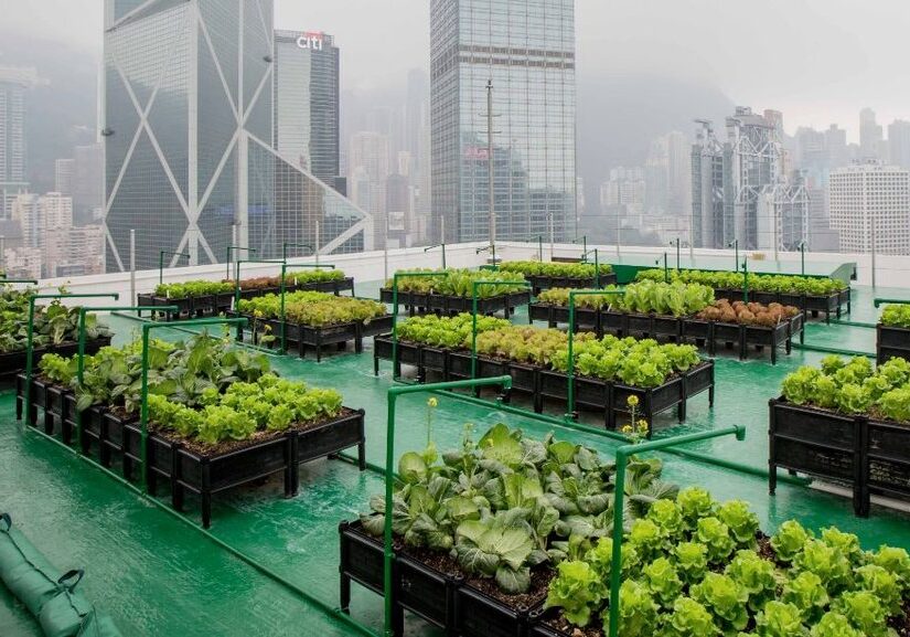 Picture of a rooftop farm.
