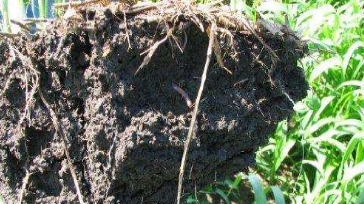 Dirt, Soil, Grass