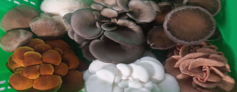 Mushrooms of different varieties and colors