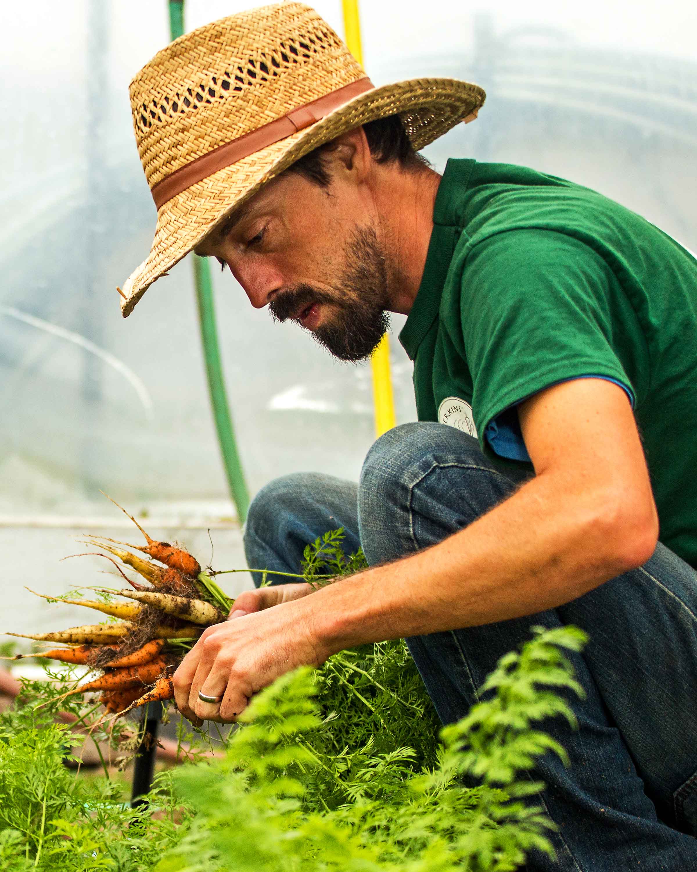 Image of a man harvesting carrots.