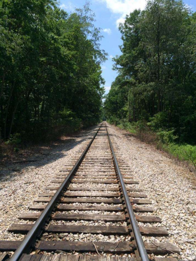 Trees, Railroad track