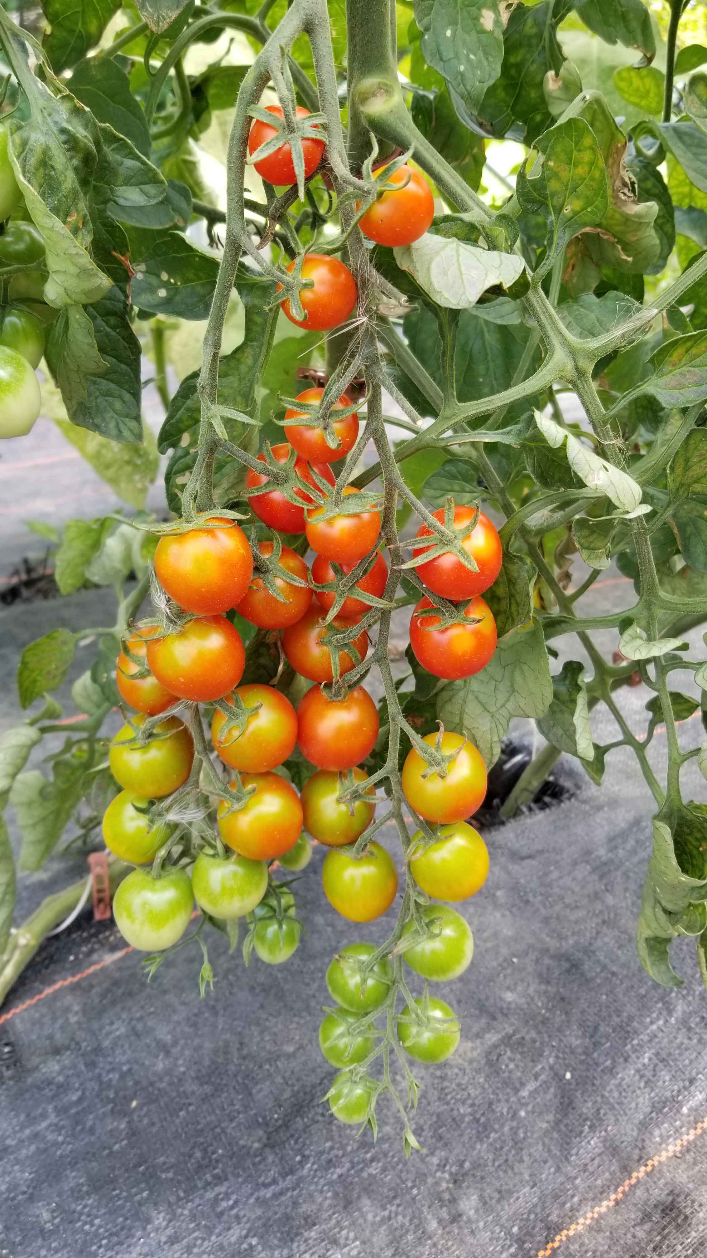 Cherry tomato cluster