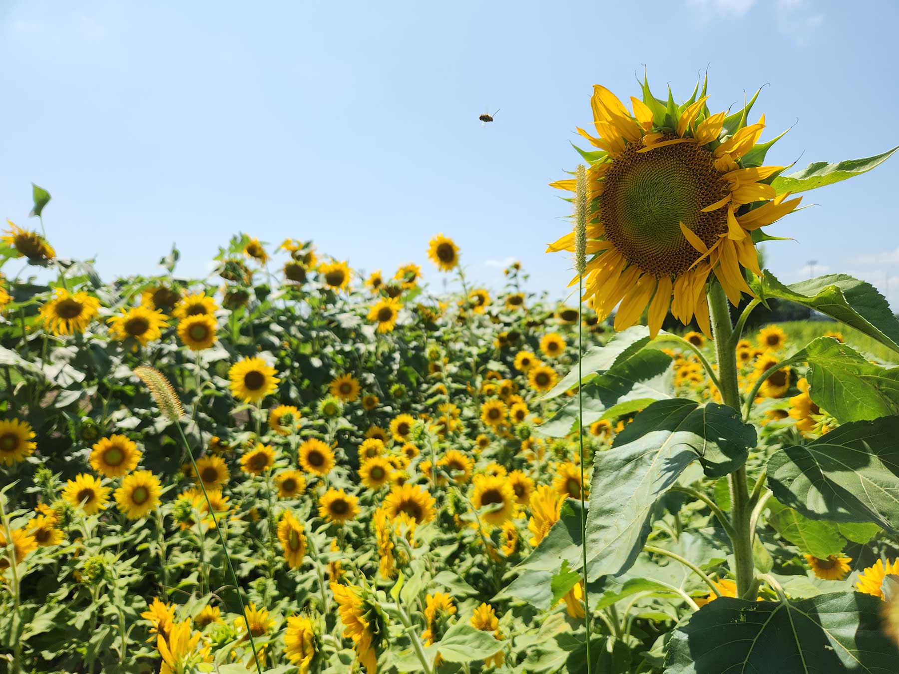 sunflowers