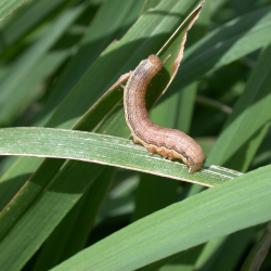Amyworm climbing forage grass