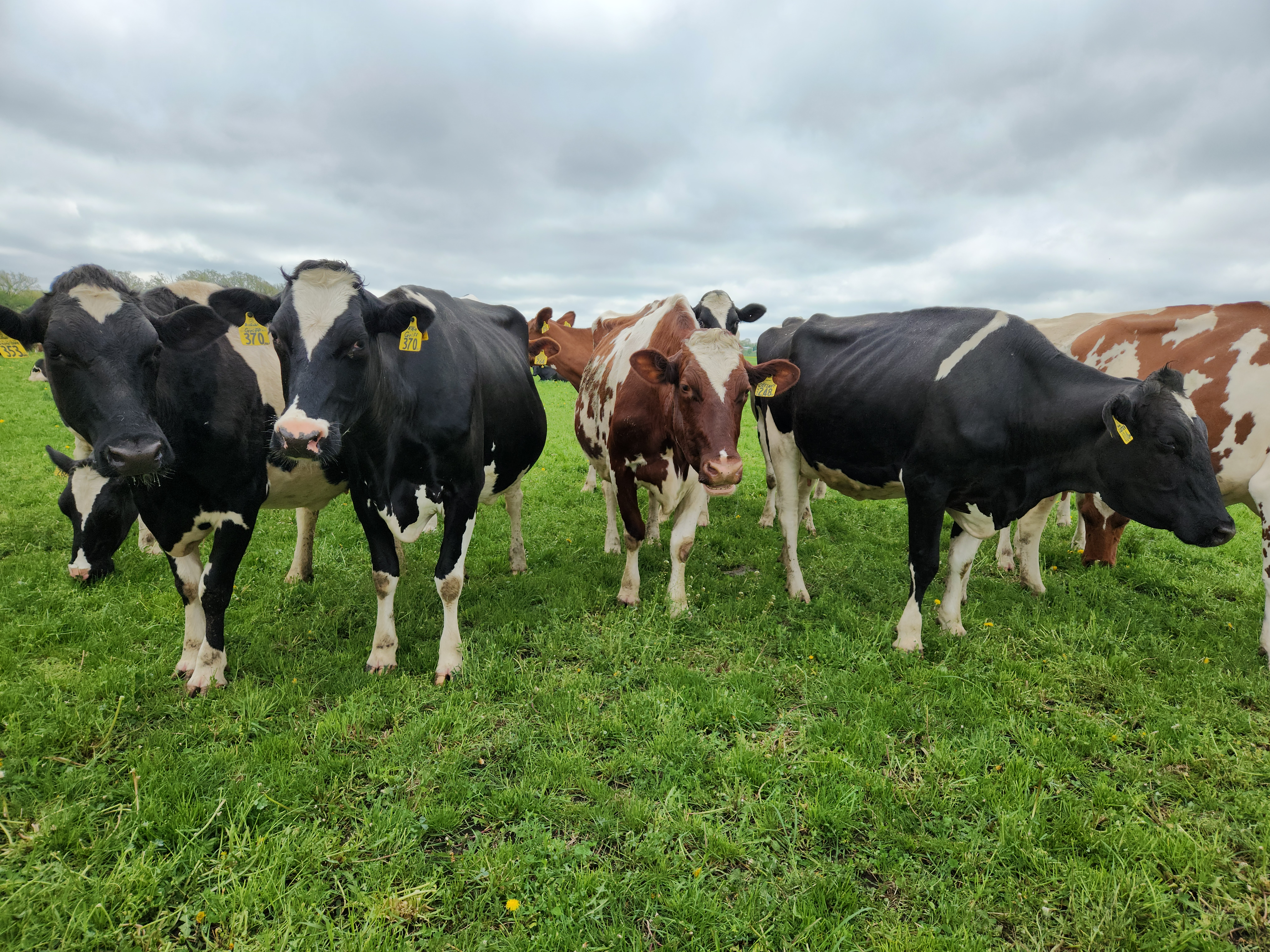 cattle in pasture