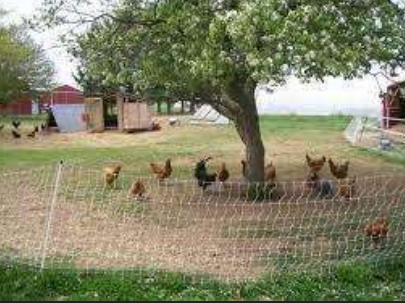 Chickens, farm, barn, trees
