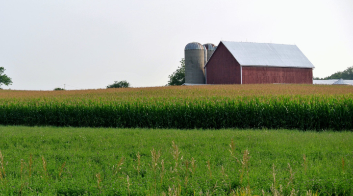 Image of a corn field with a barn in the back ground.