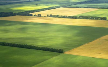 open field crop plantation