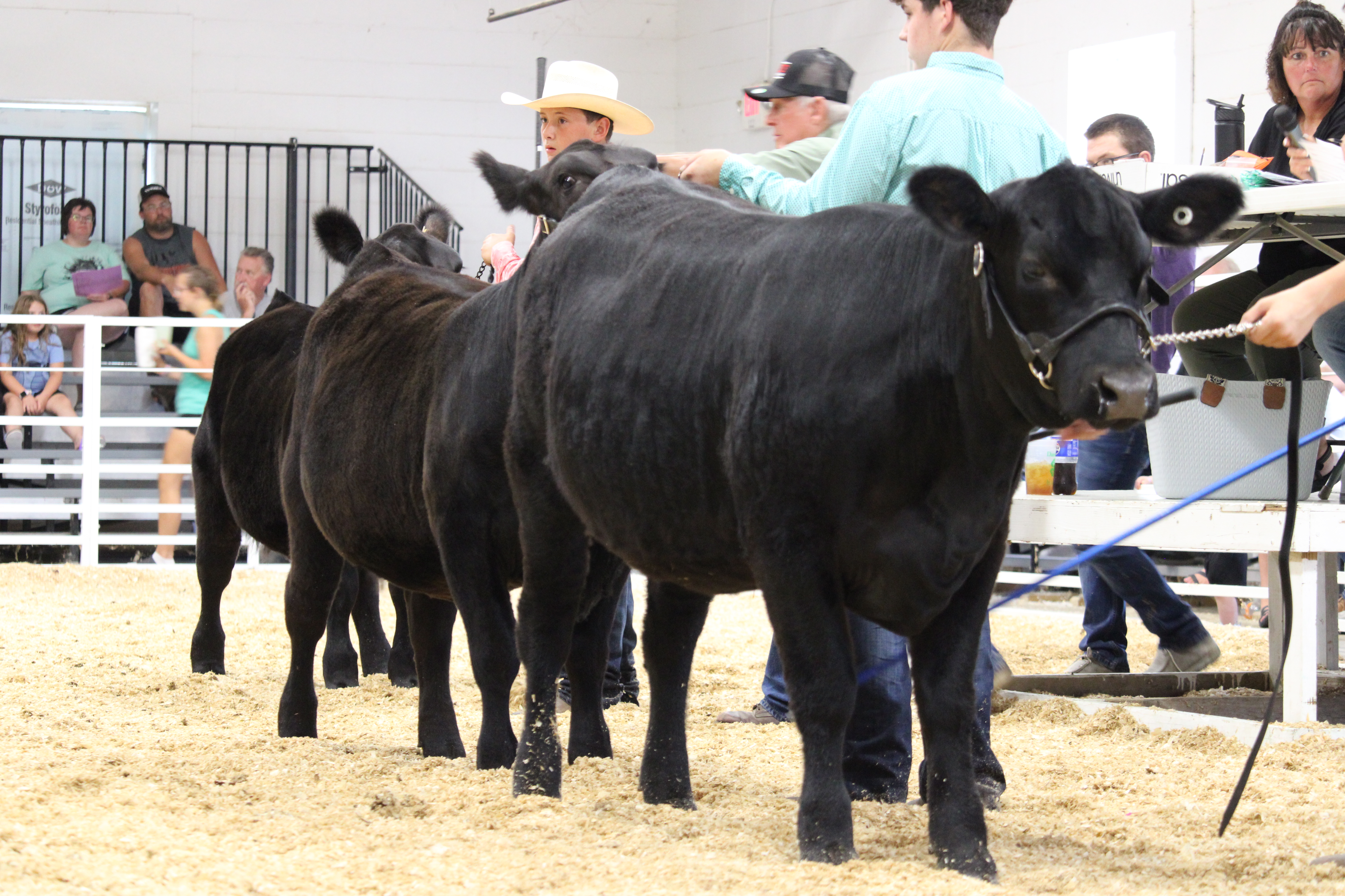 4-H Cattle Show