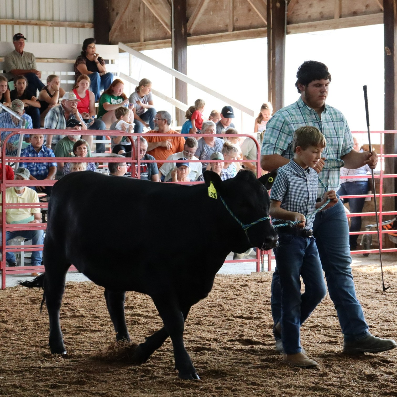 two boys at cattle show