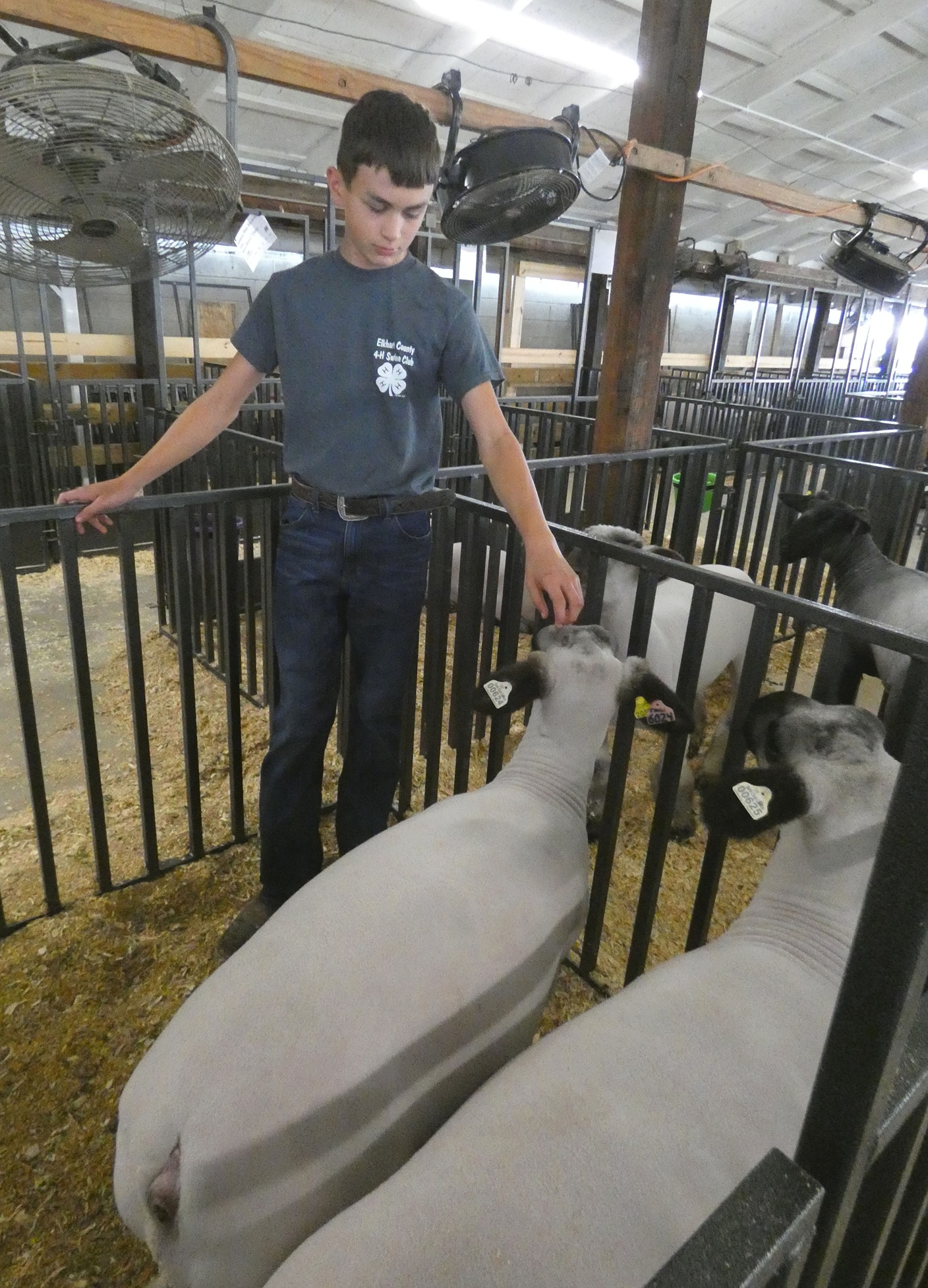 4-H Youth with Sheep