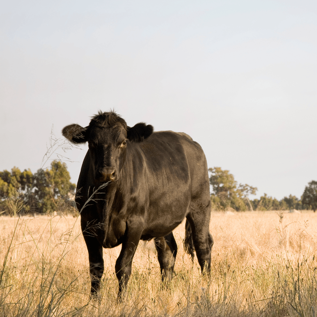 Black Angus Cow