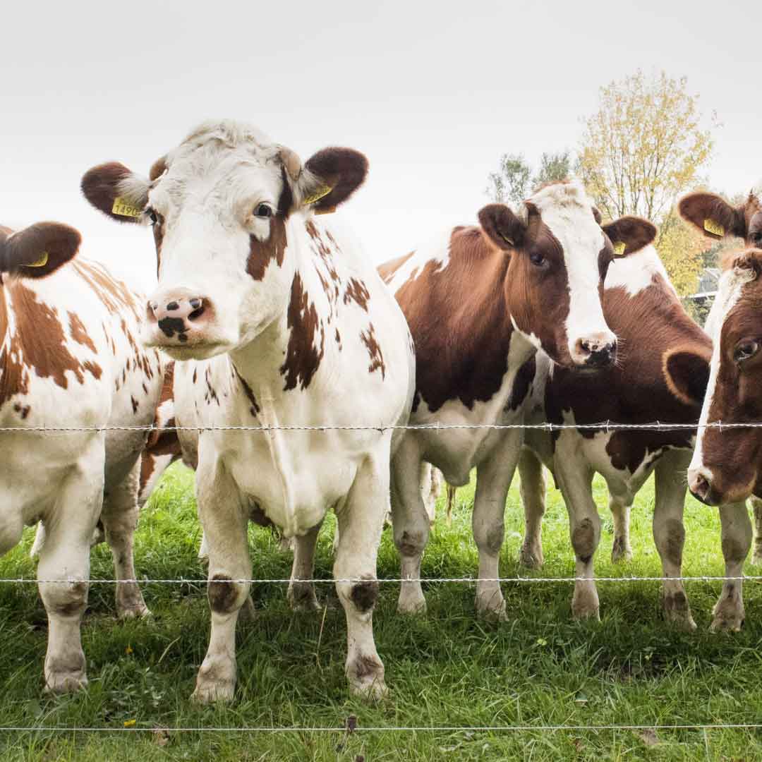cows standing at fence
