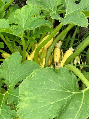 Yellow Squash