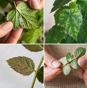 plant diseases