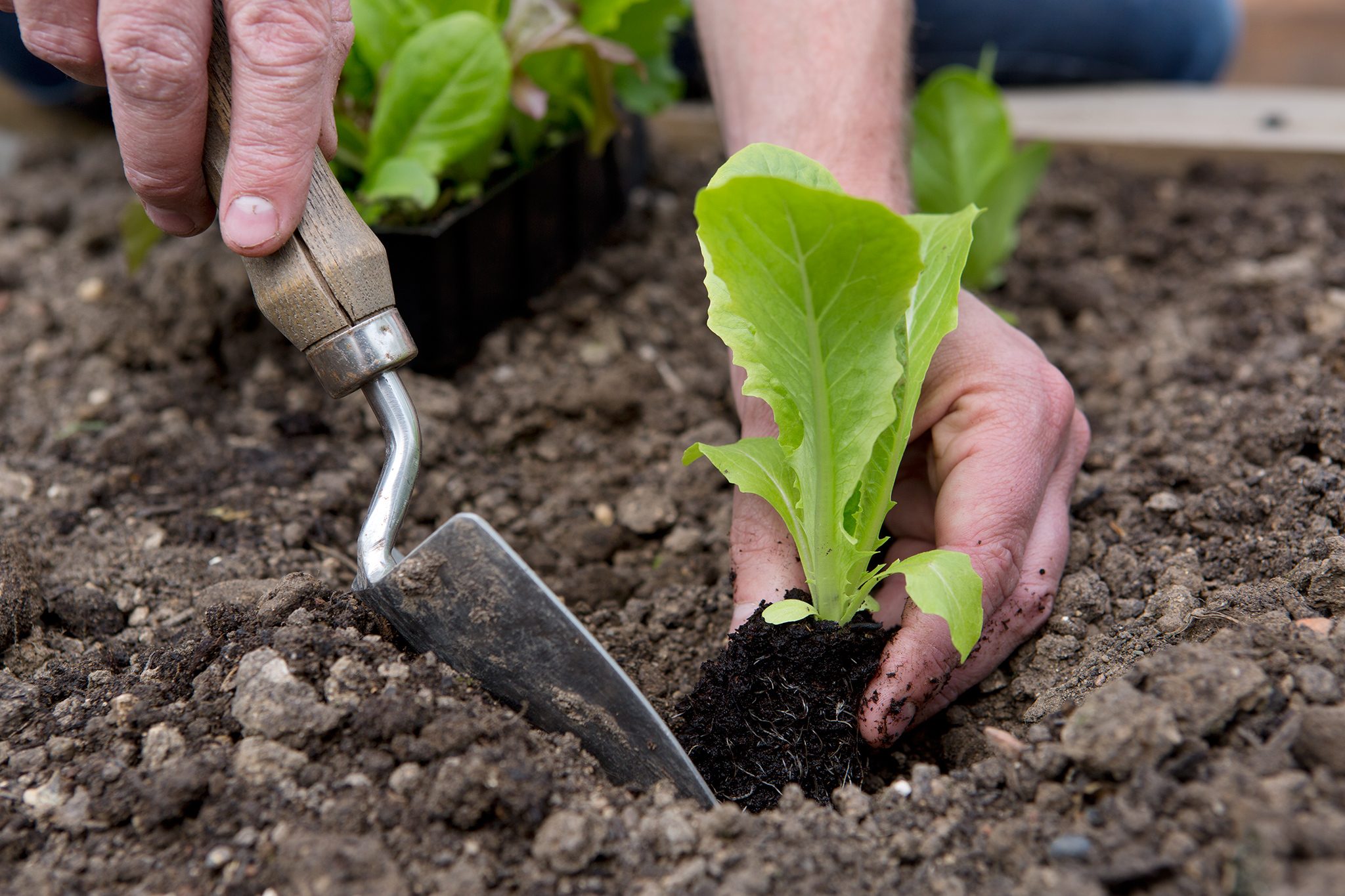 planting