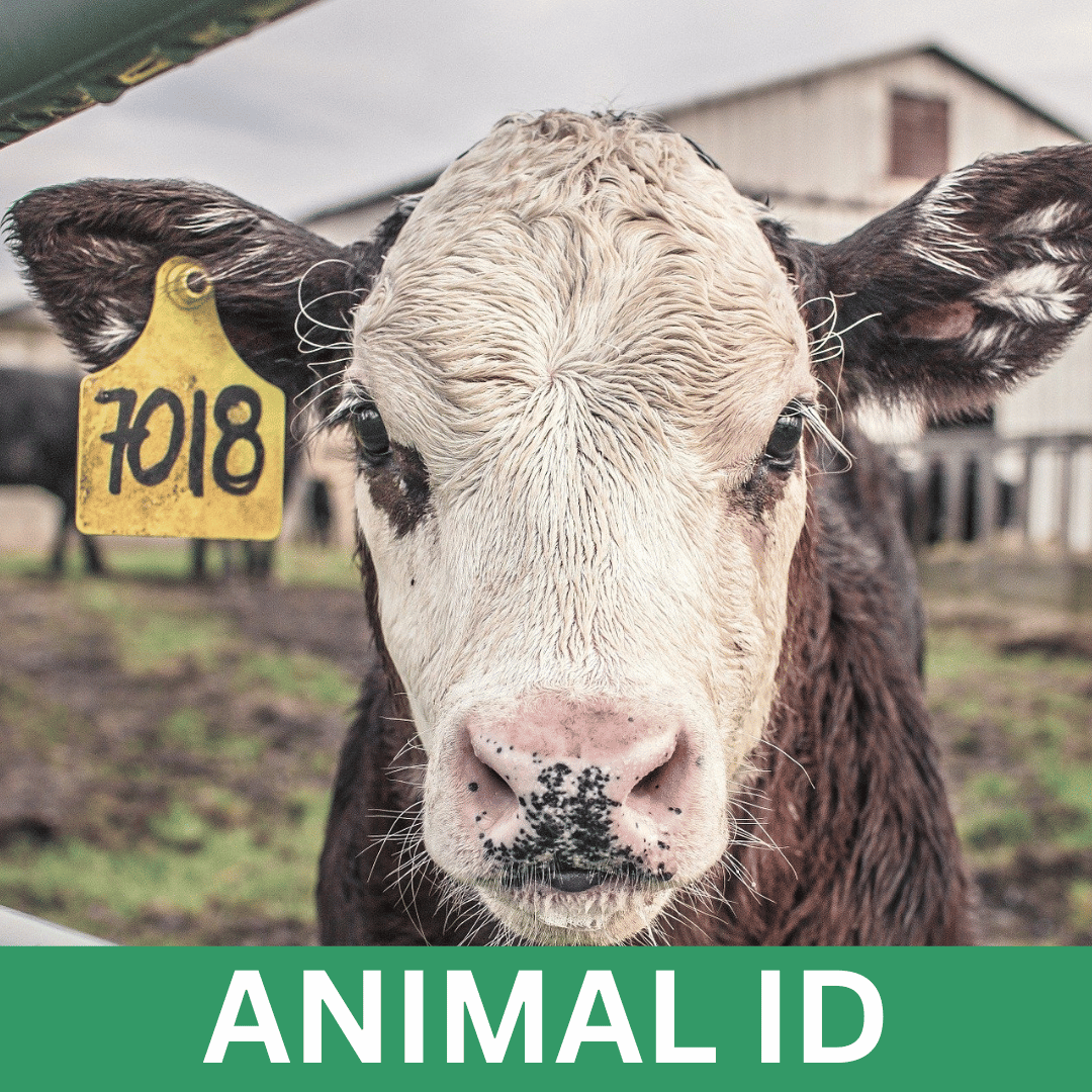 animal id