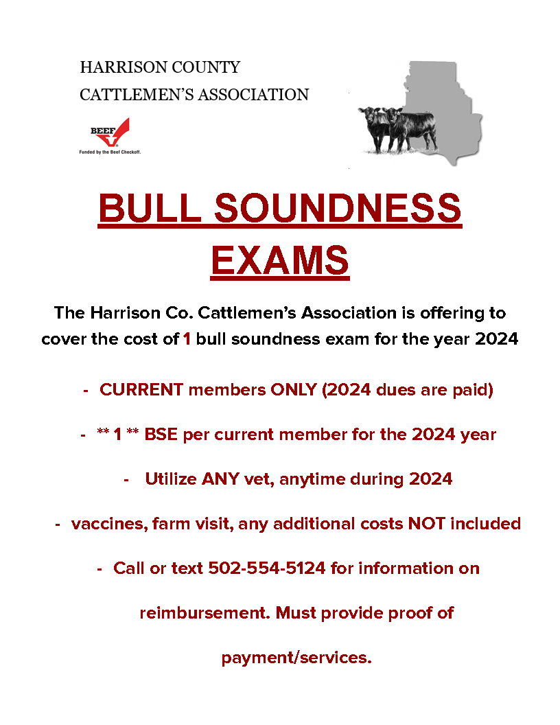 bullsoundnessflyer