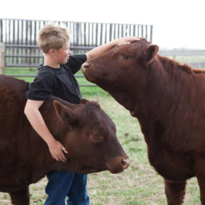 Jackson County Extension 4-Her with cows