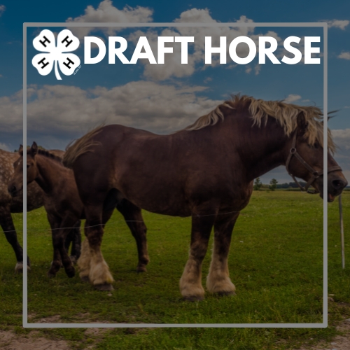 draft-horse.jpg