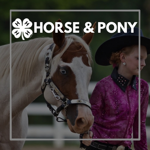 horse-pony.jpg