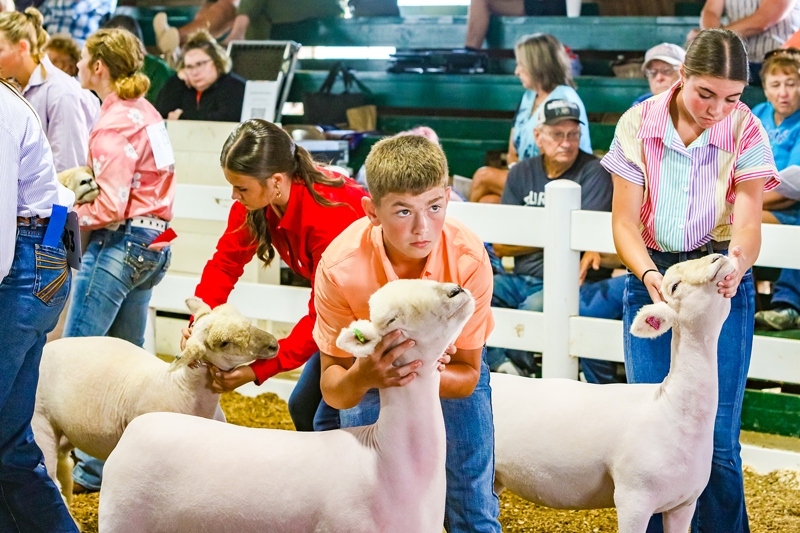 Sheep Exhibitor at the Madison County Fair