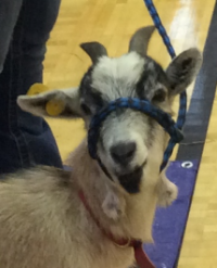 Madison County 4-H Goat Club