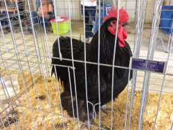Fur and Feathers 4-H Club