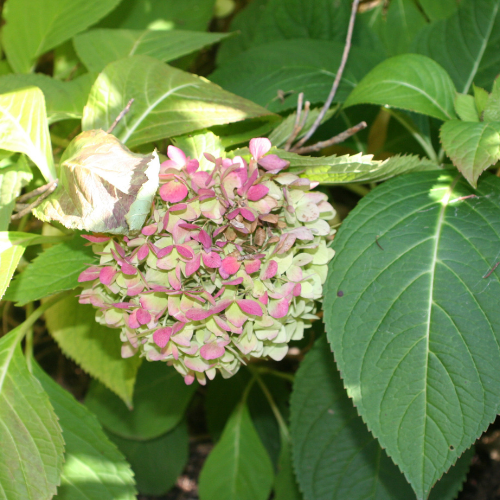 Green leaves with a pink hydrangea blossom