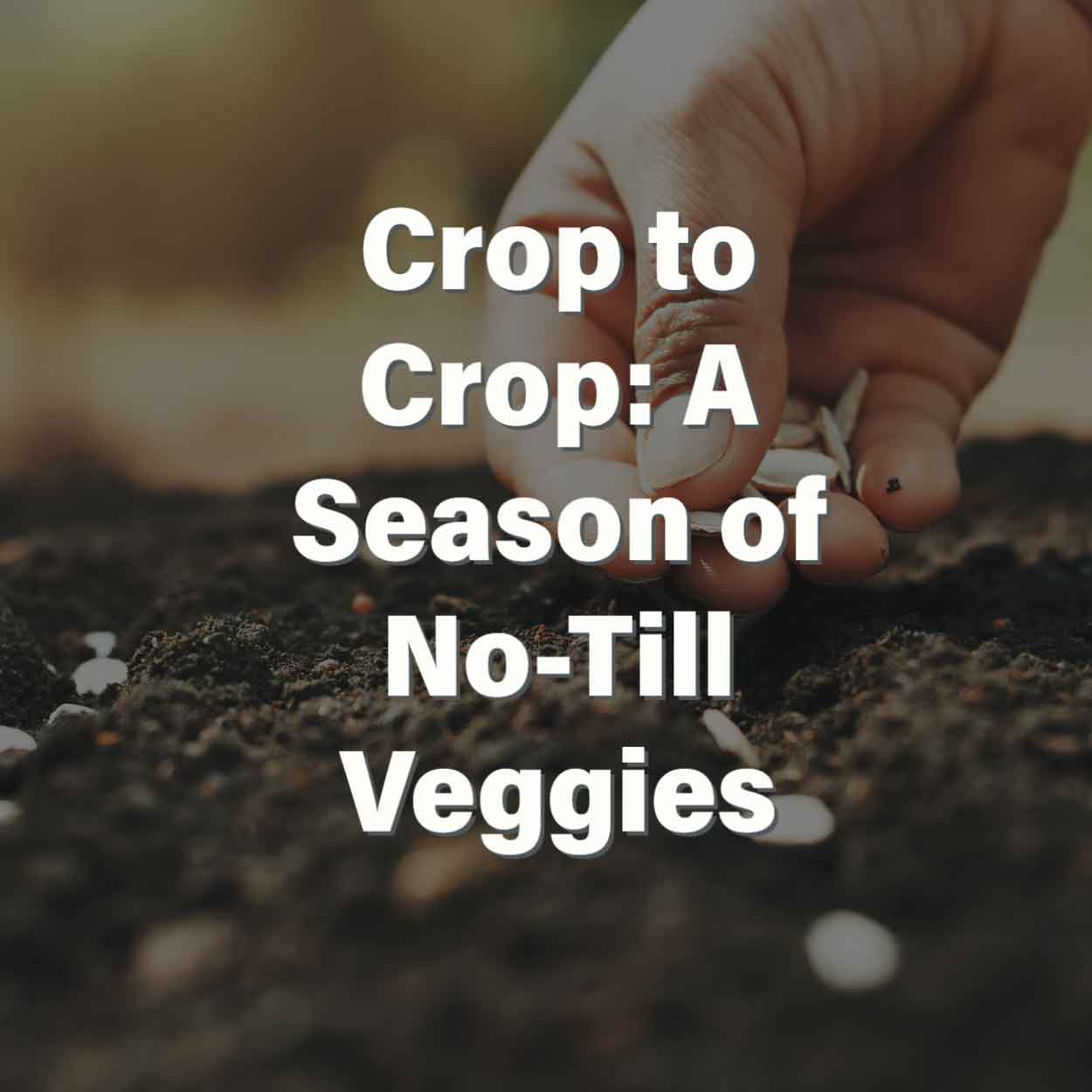 Crop to Crop: A Season of No-Till Veggies