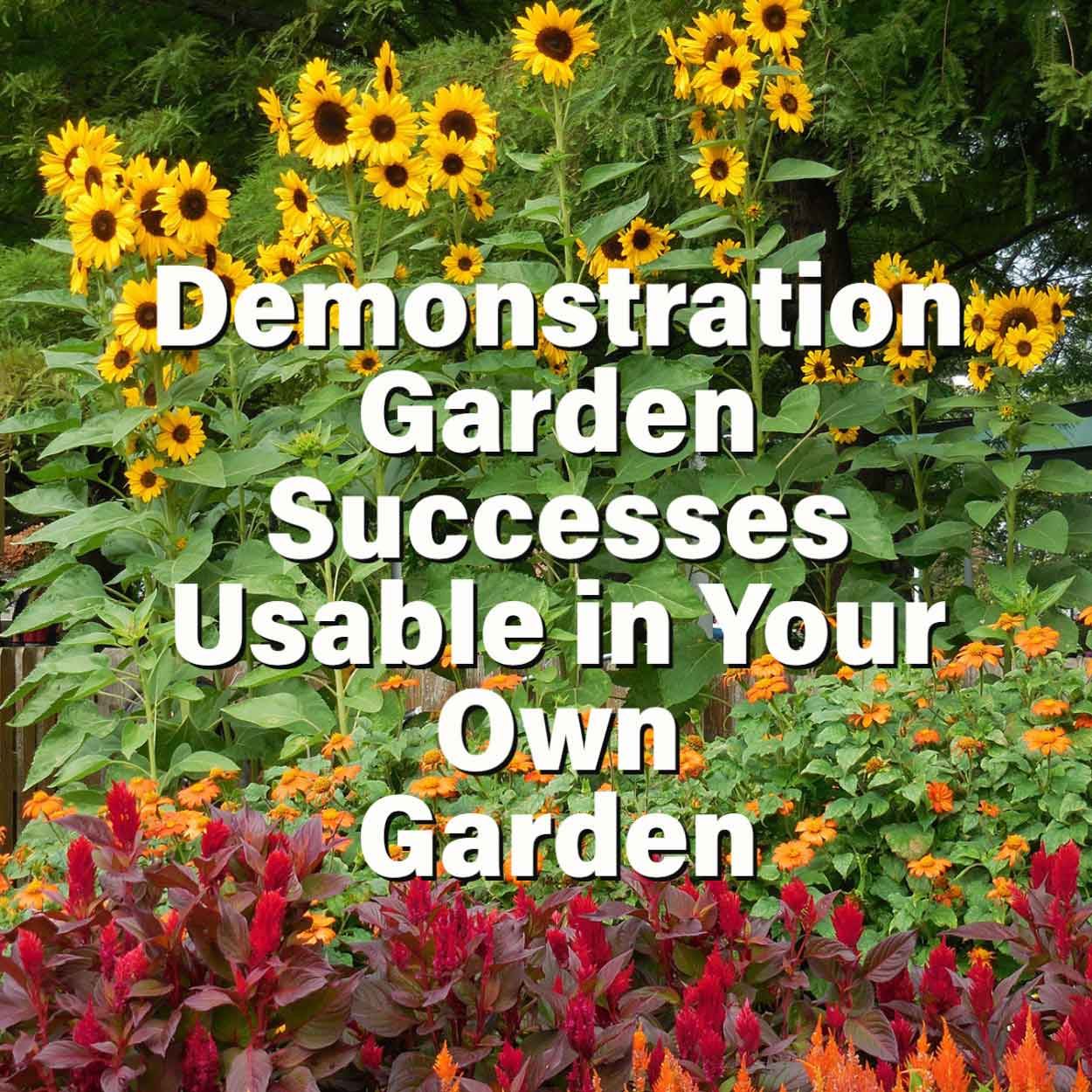 Demonstration Garden Successes Usable in Your Own Garden