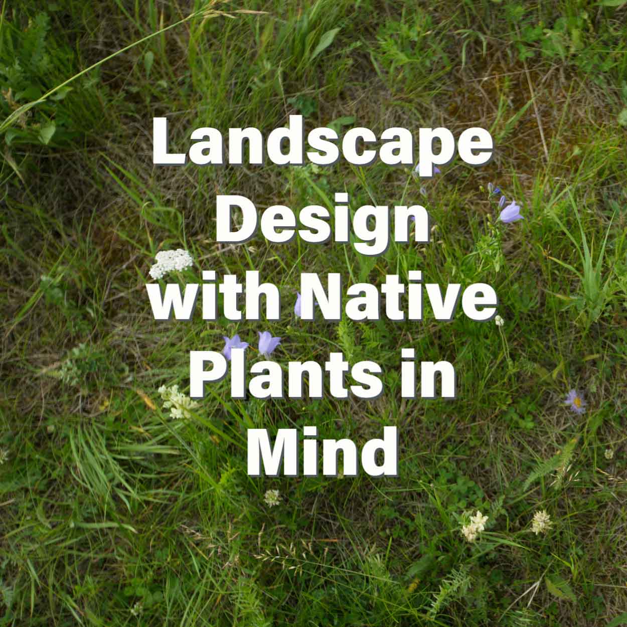 Landscape Design with Native Plants in Mind