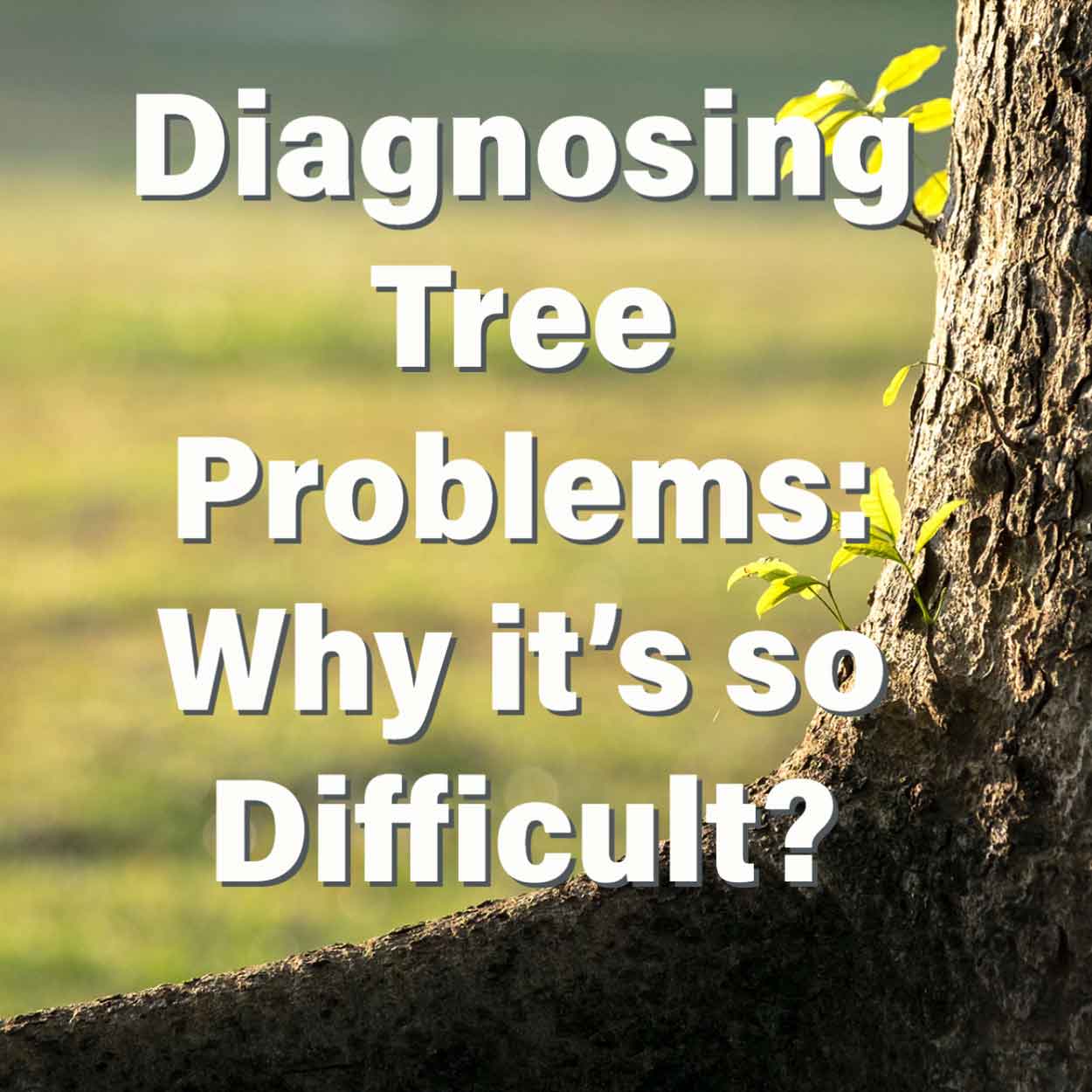 Diagnosing Tree Problems: Why it's so Difficult?”