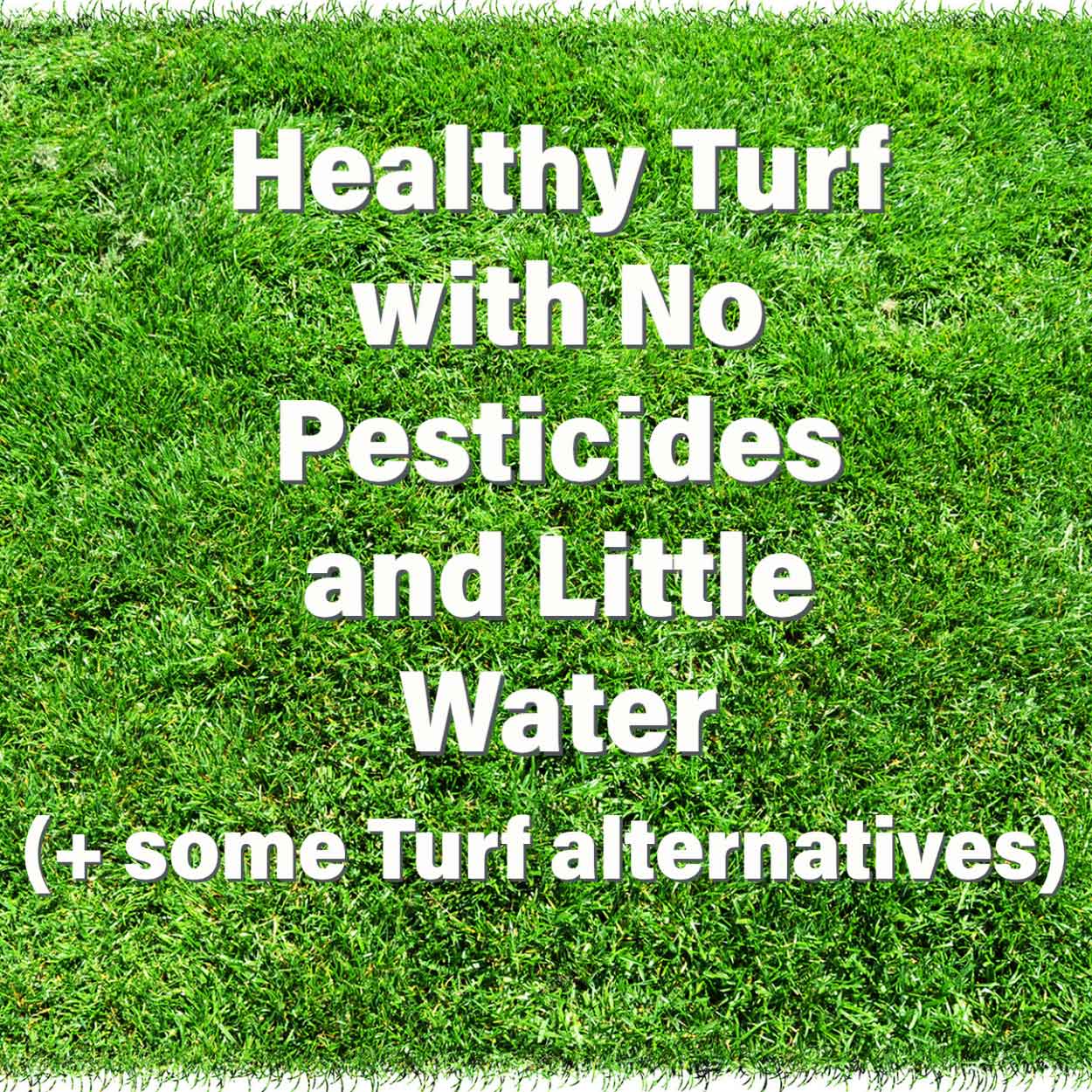 Healthy Turf with No Pesticides and Little Water (+ some Turf alternatives)