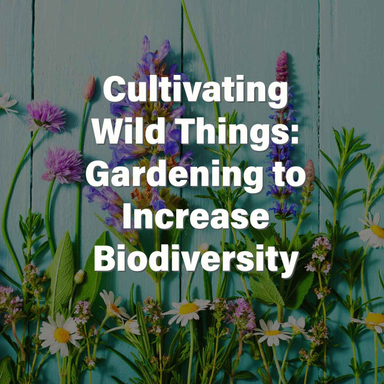 Cultivating Wild Things: Gardening to Increase Biodiversity
