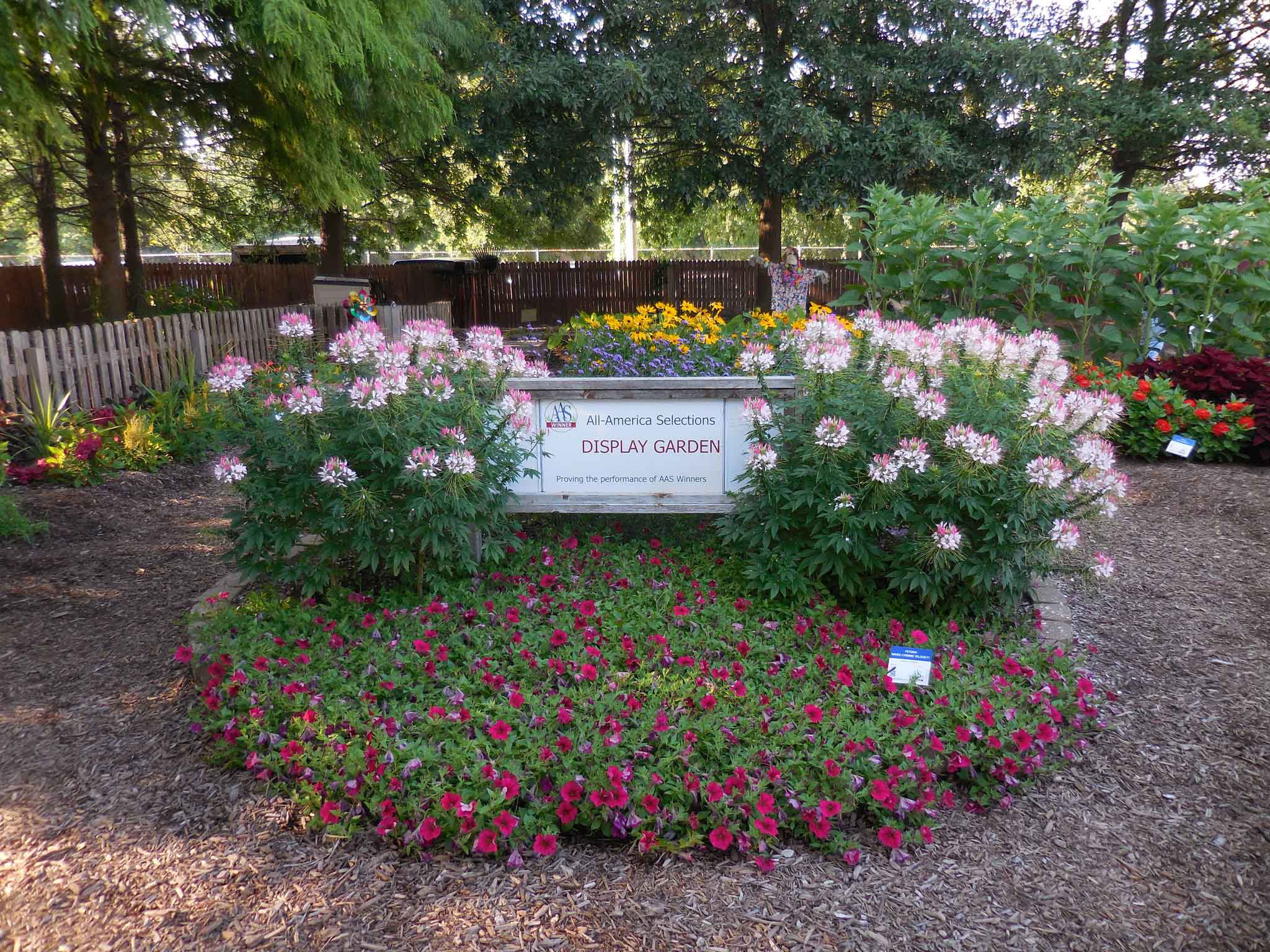 photo of PEMC Demonstration Garden, featuring an All-America Selections Winner sign