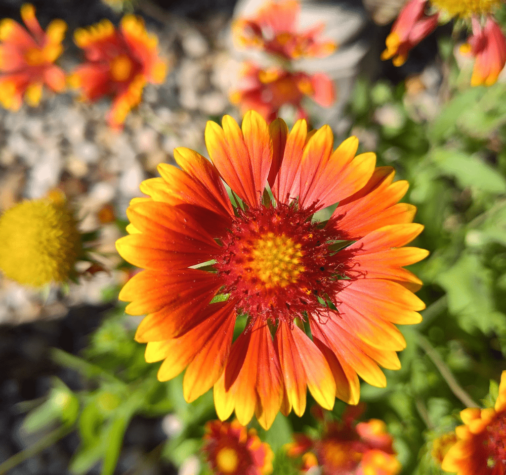 flowers