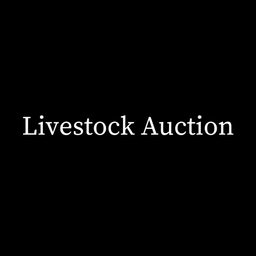Livestock Auction