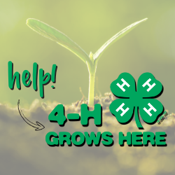 4-H help