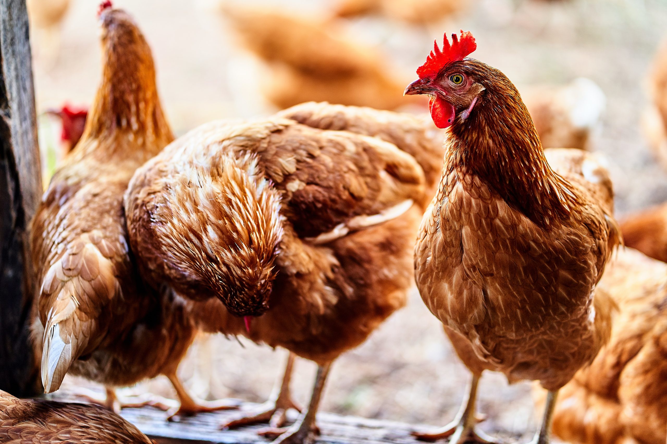 Poultry