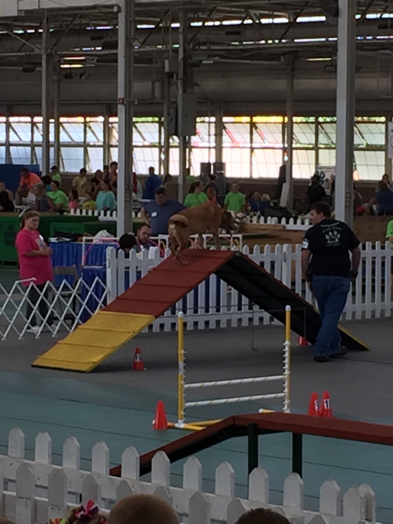 4-H Dog Club Member Competing for Agility at the Indiana State Fair