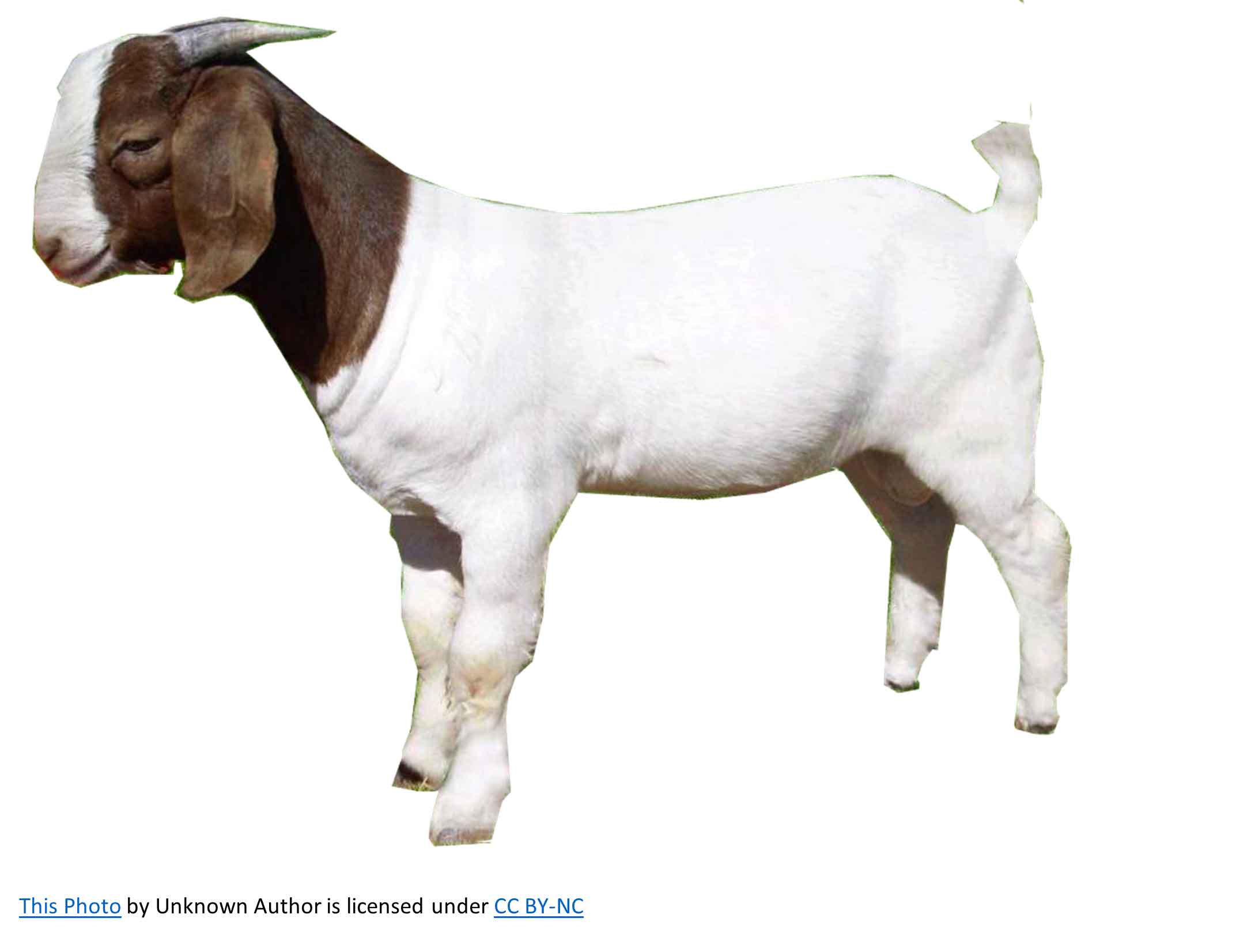 goat-clipart.png